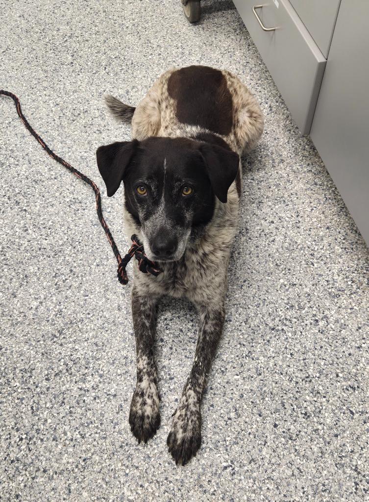 Enlarge Jolene, a Adoptable mixed breed in Athens, TN image 1/1