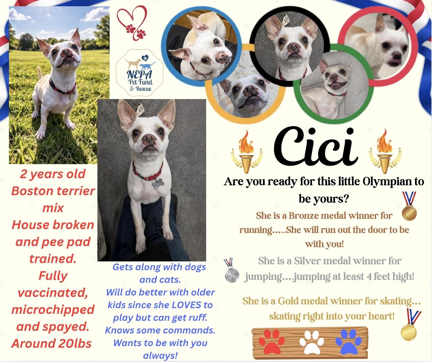 Enlarge Cici, a ADOPTABLE mixed breed in Scranton, PA image 2/2