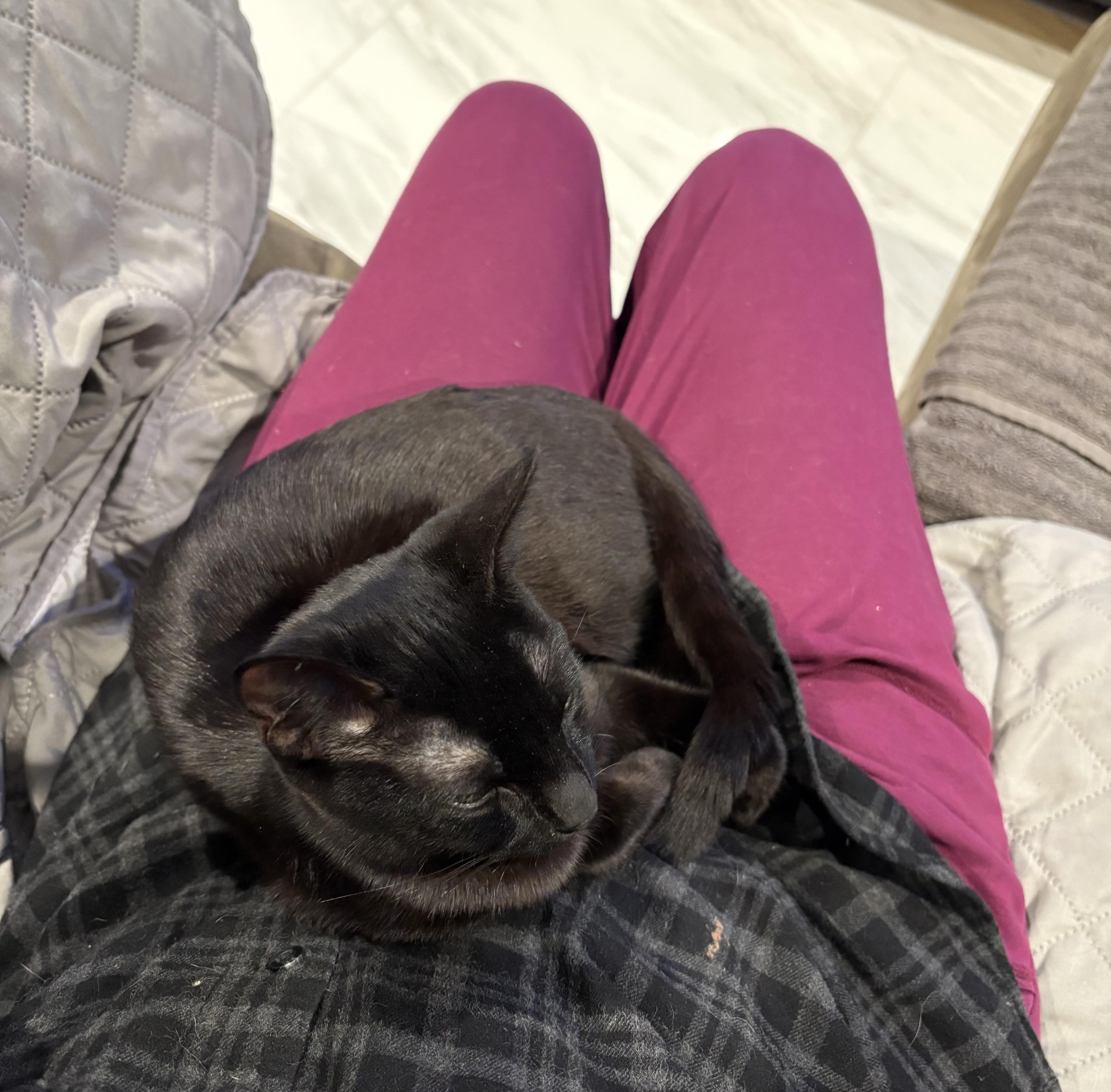 :::Satine:::, an adopted mixed breed in Yorba Linda, CA image 5/5