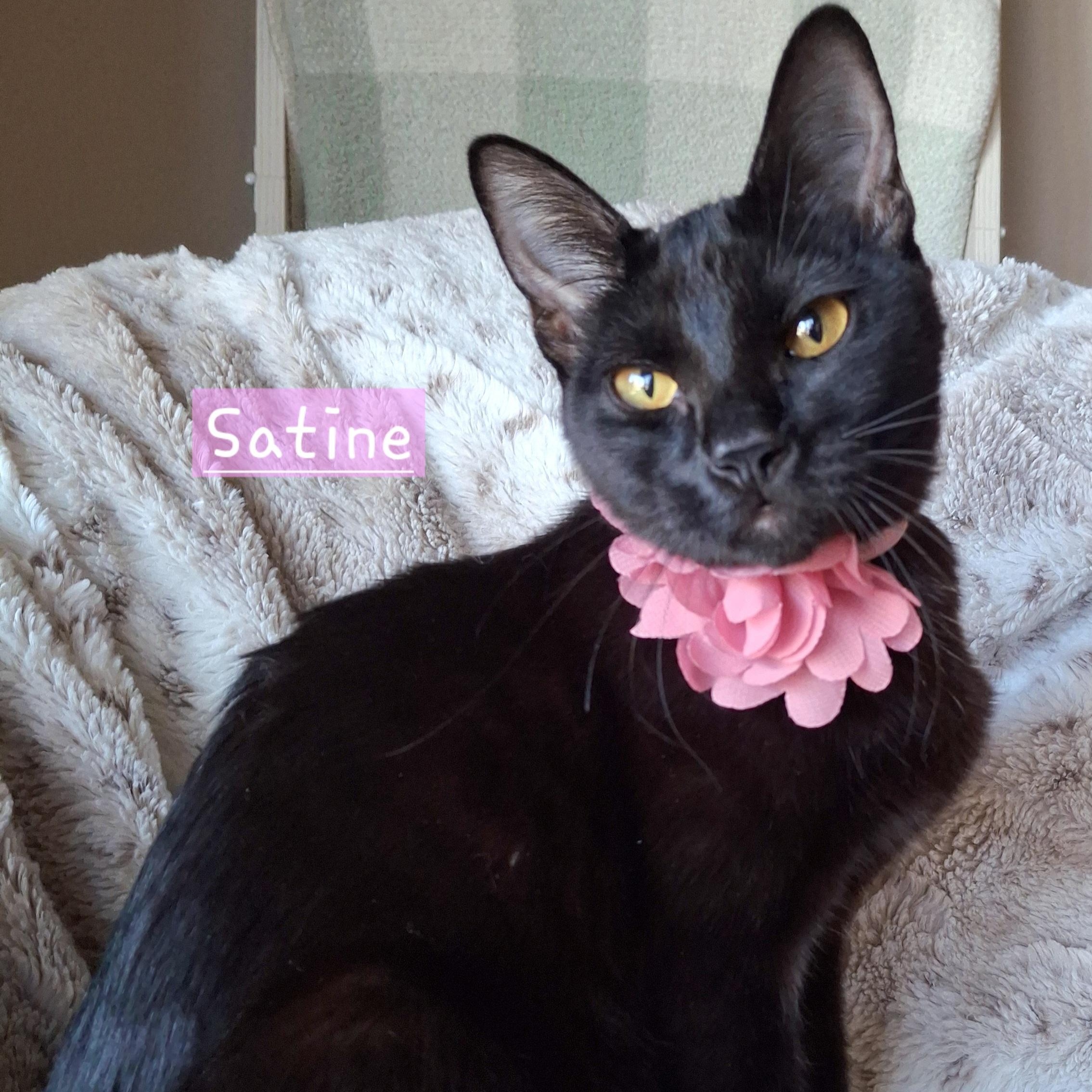 :::Satine:::, adopted, Kitten Female Domestic Short Hair & Bombay.