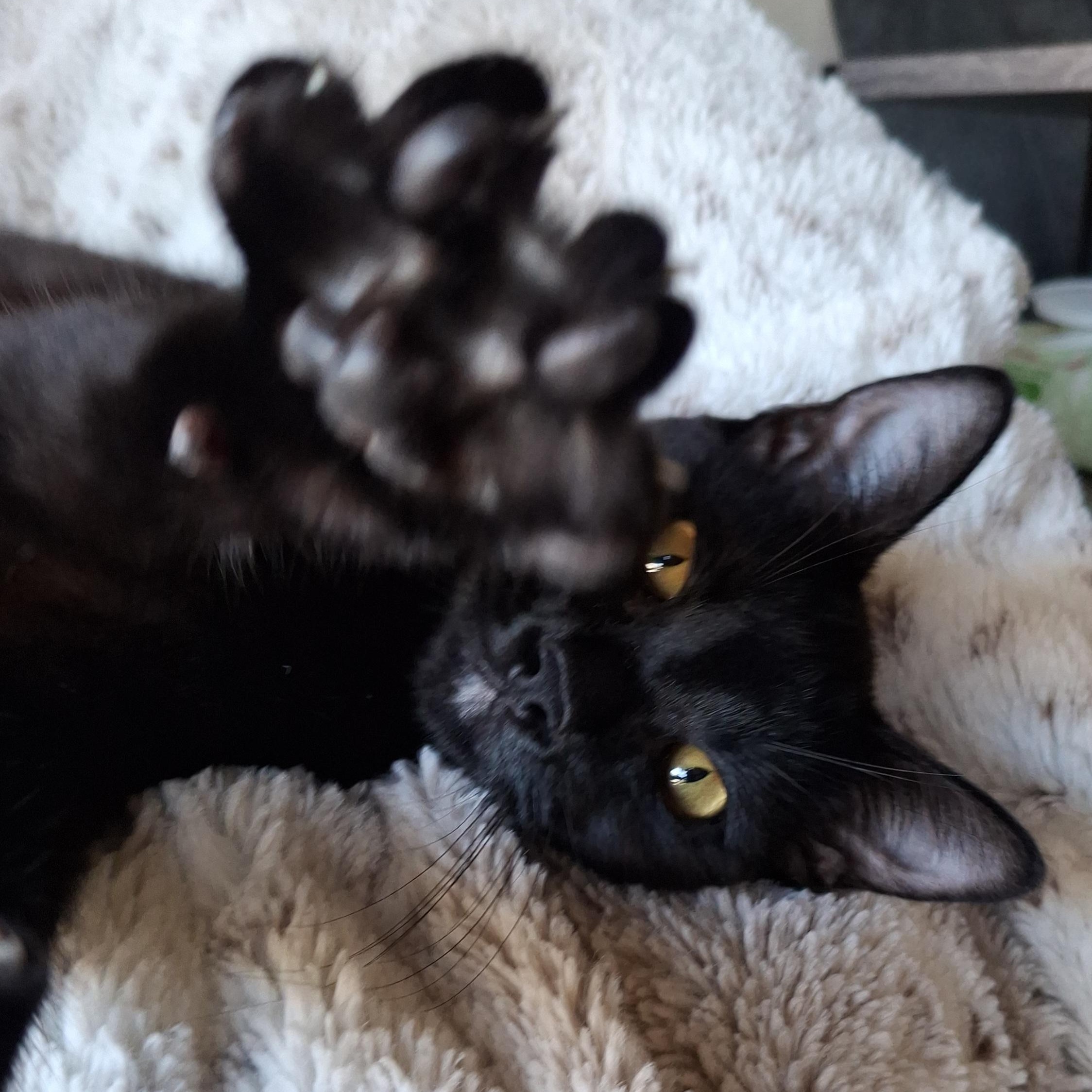 :::Satine:::, an adopted mixed breed in Yorba Linda, CA image 2/5