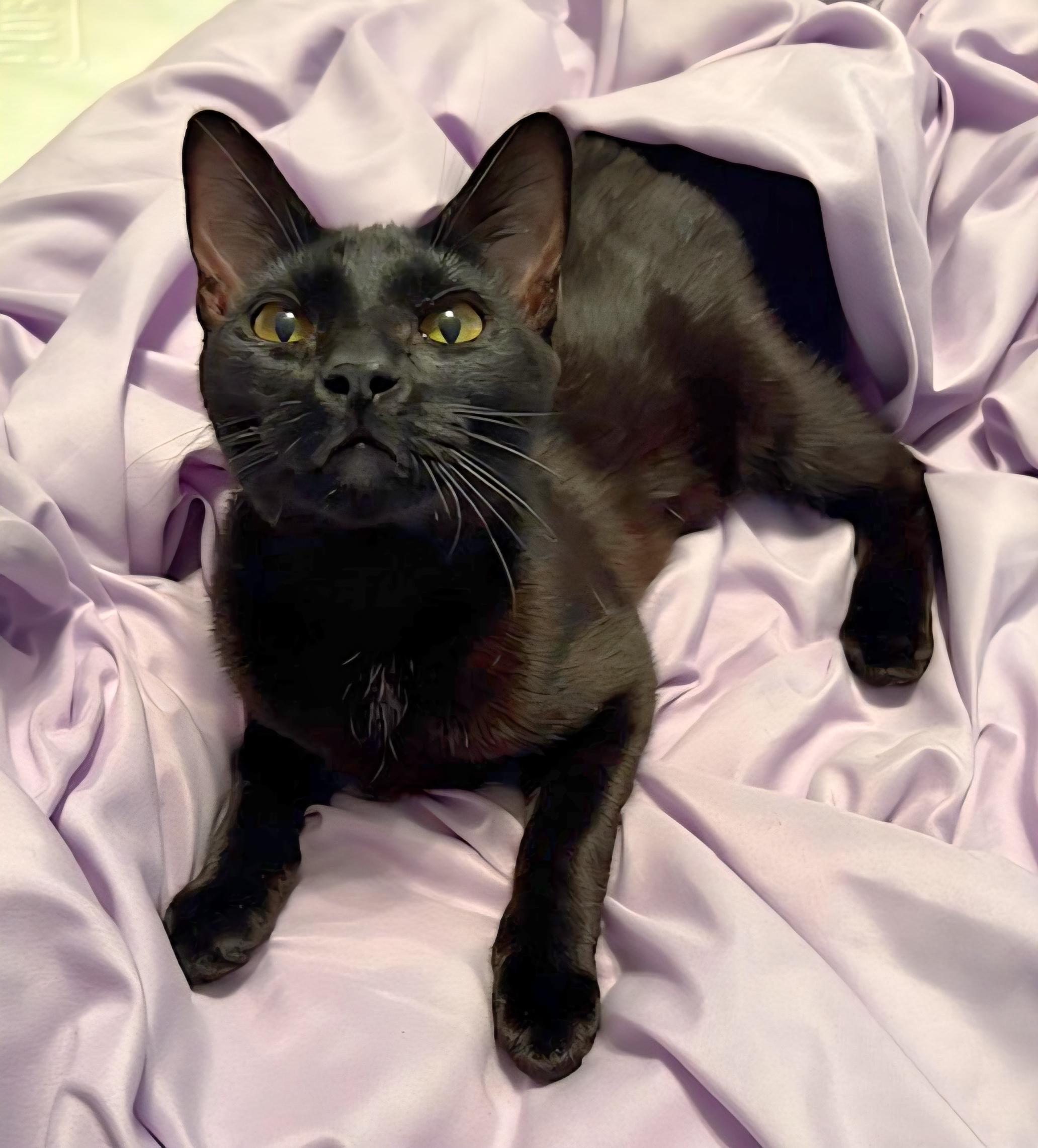 :::Satine:::, an adopted mixed breed in Yorba Linda, CA image 4/5