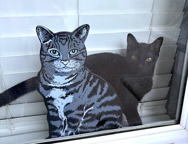 :::Satine:::, an adopted mixed breed in Yorba Linda, CA image 3/5