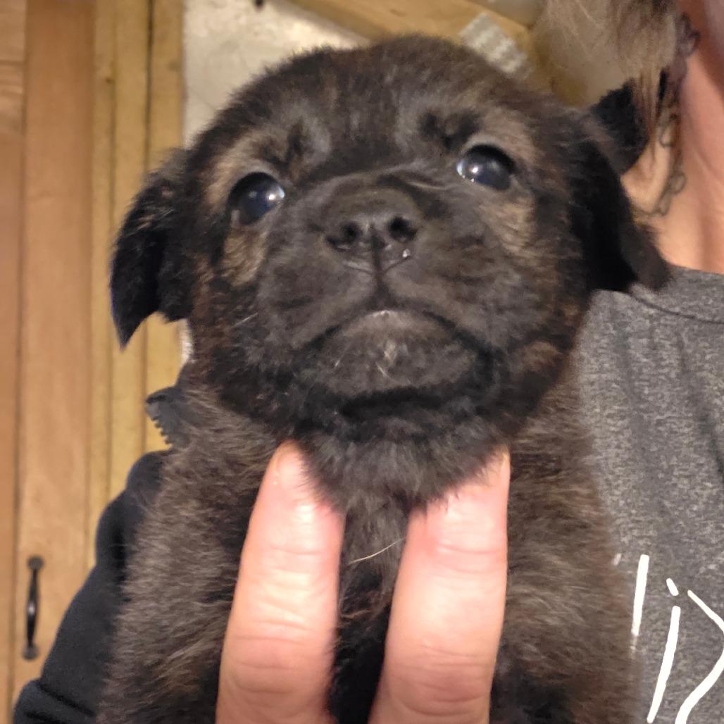 g 2 / Edie, Adoptable, Puppy Female Airedale Terrier & Norfolk Terrier.