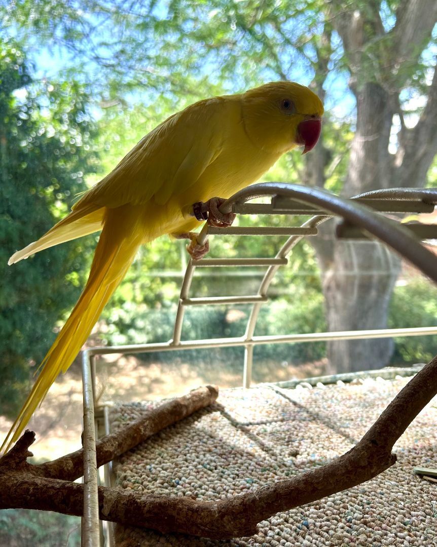 Enlarge Zuti, a Adoptable Ringneck / Psittacula in Salt Lake City, UT image 1/2
