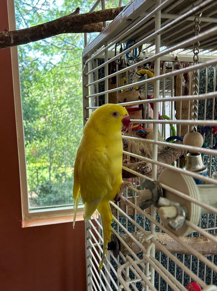 Enlarge Zuti, a Adoptable Ringneck / Psittacula in Salt Lake City, UT image 2/2