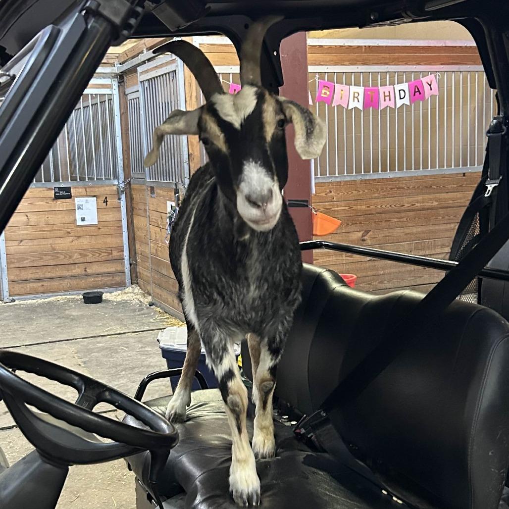 Stormy, Adoptable, Senior Female Goat & Goat.