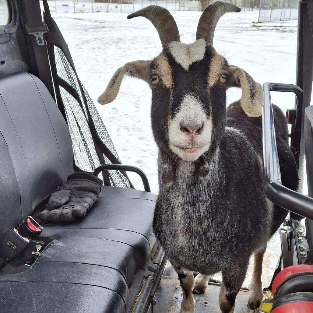 Enlarge Stormy, a Adoptable mixed breed in Fairport, NY image 2/5