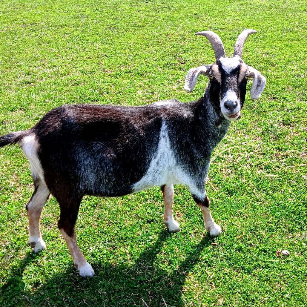 Enlarge Stormy, a Adoptable mixed breed in Fairport, NY image 3/5