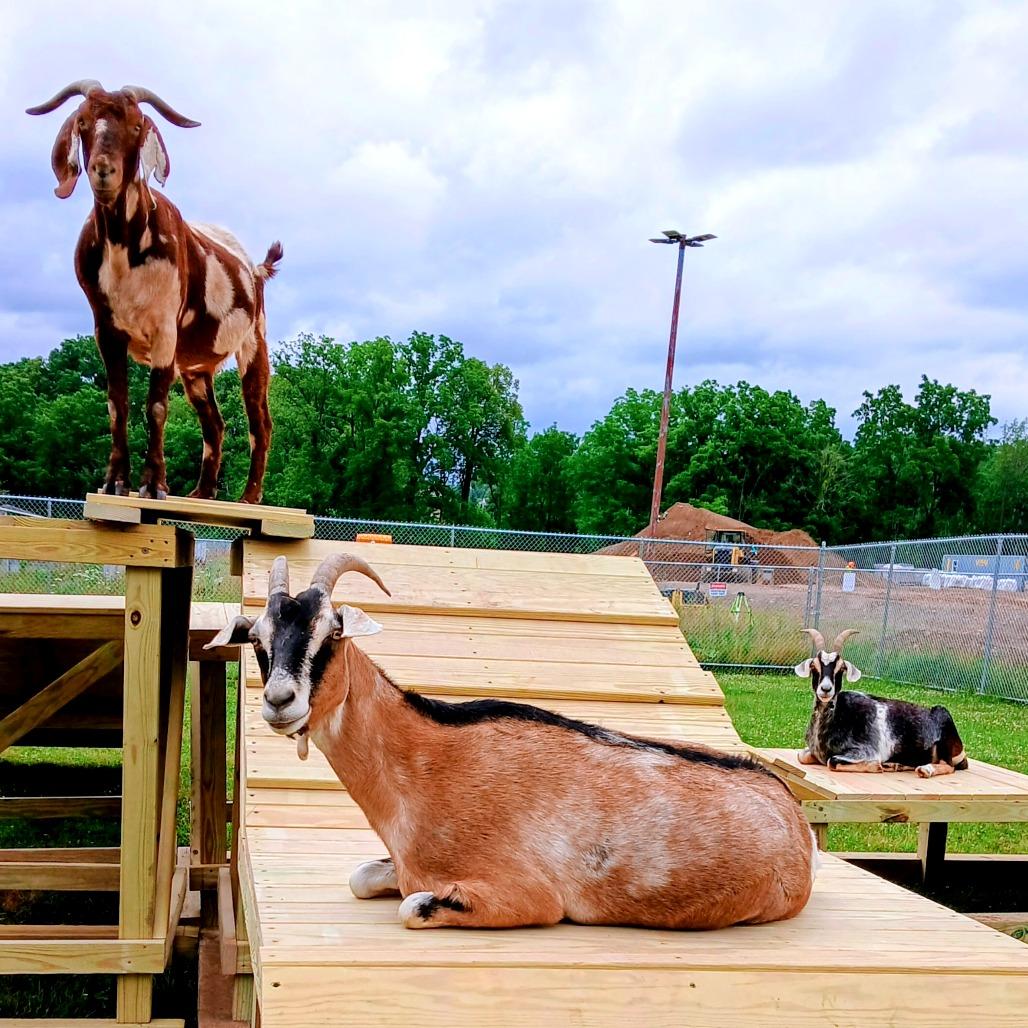 Enlarge Stormy, a Adoptable mixed breed in Fairport, NY image 4/5