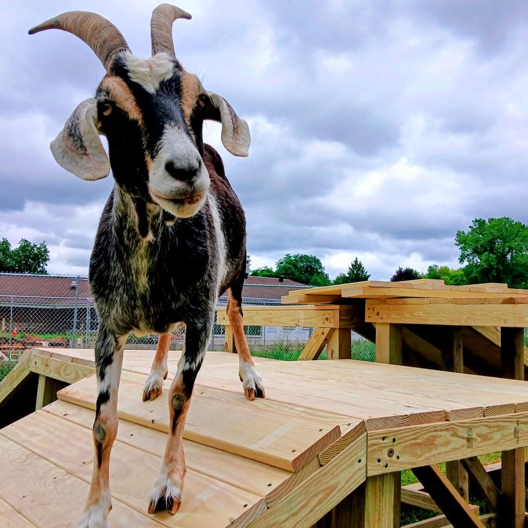 Enlarge Stormy, a Adoptable mixed breed in Fairport, NY image 5/5
