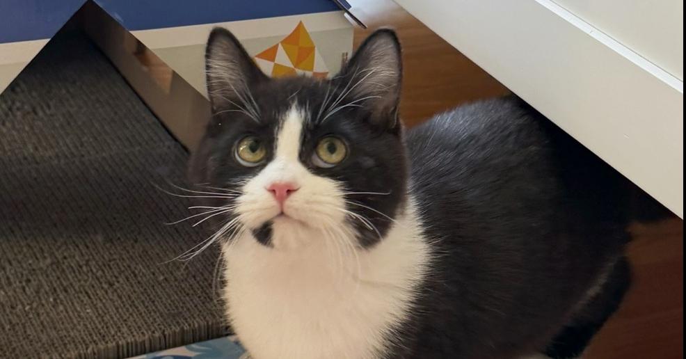 Jingle, Adoptable, Kitten Female Domestic Short Hair.