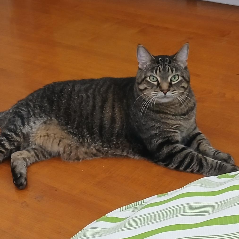 Carmichael, Adopted, Senior Male Domestic Short Hair.
