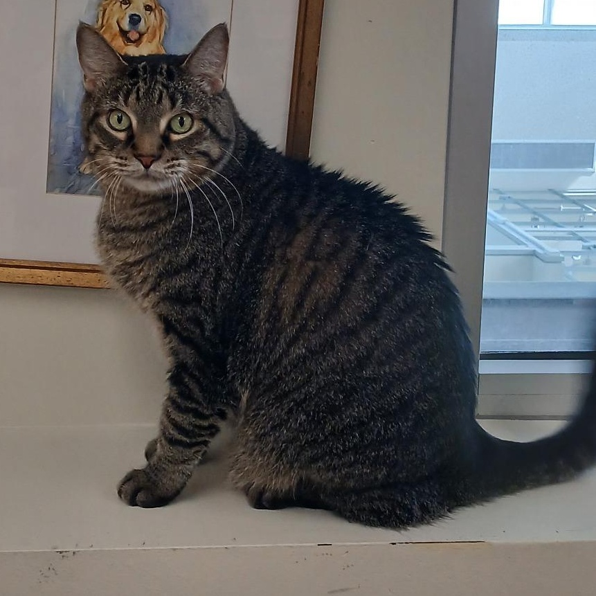 Enlarge Carmichael, a Adopted mixed breed in Chicago, IL image 2/2