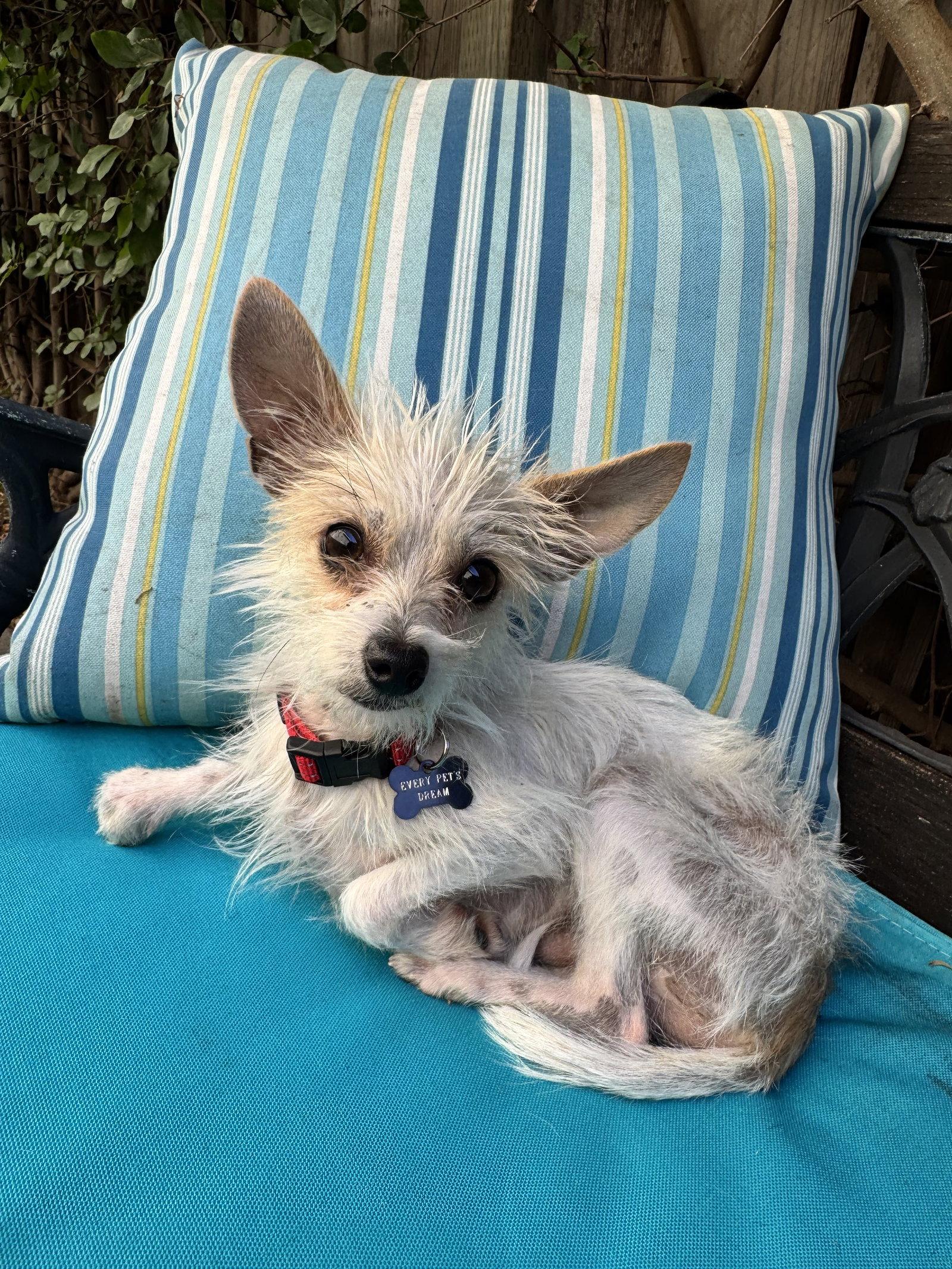 Enlarge Nico, a Adoptable Terrier in Santa Clara, CA image 1/3