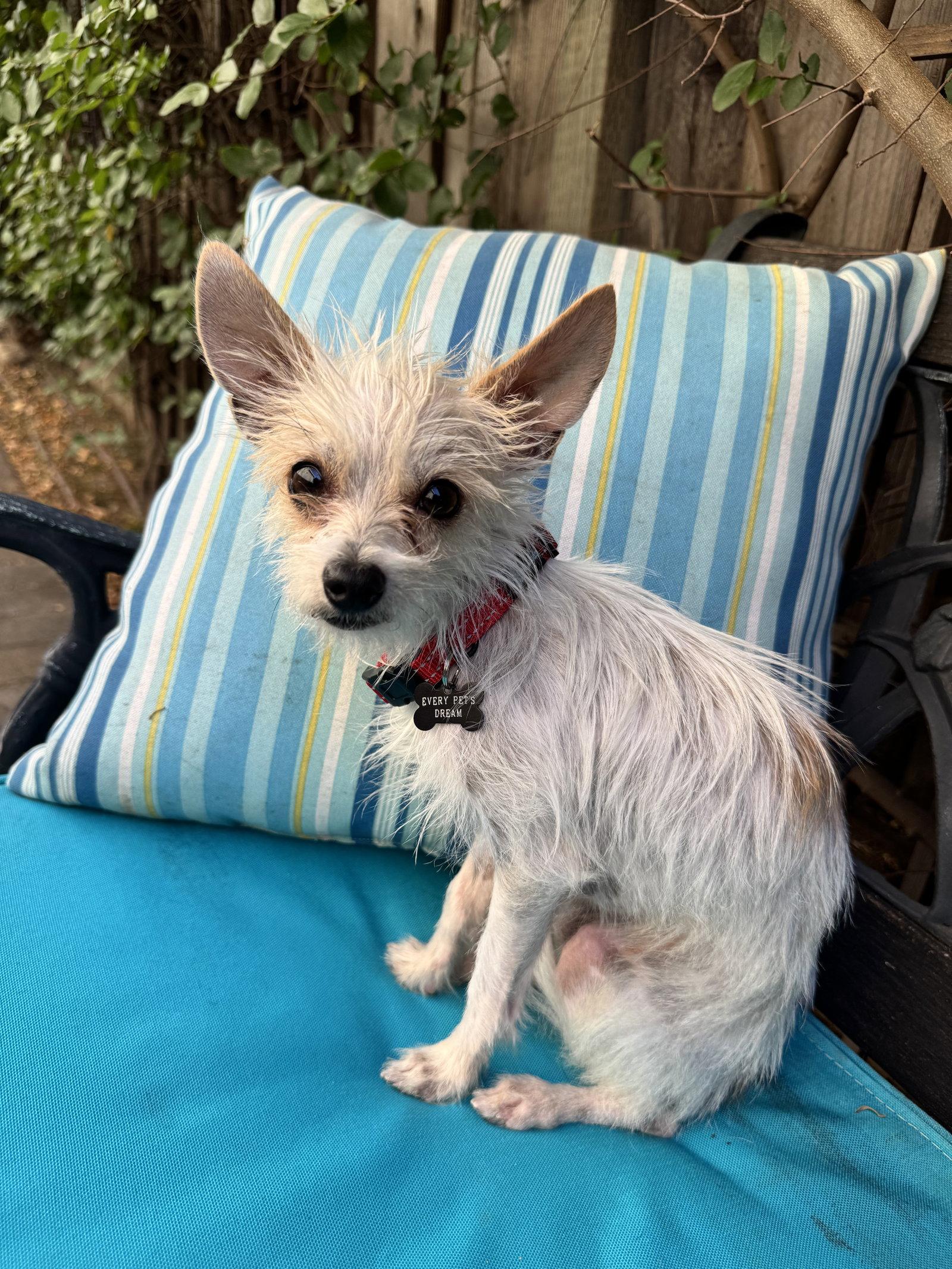 Enlarge Nico, a Adoptable Terrier in Santa Clara, CA image 2/3