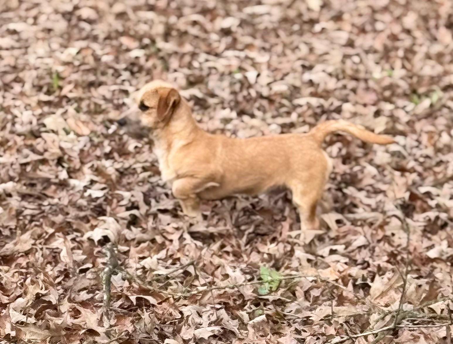 Enlarge Rusty, a ADOPTABLE mixed breed in Baker, LA image 4/6