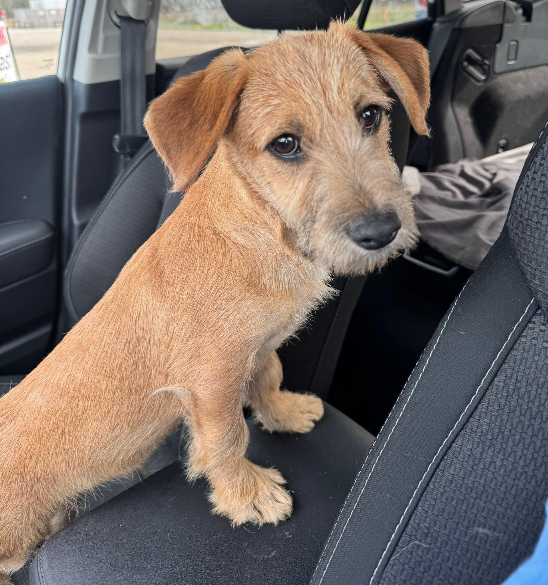 Enlarge Rusty, a ADOPTABLE mixed breed in Baker, LA image 3/6