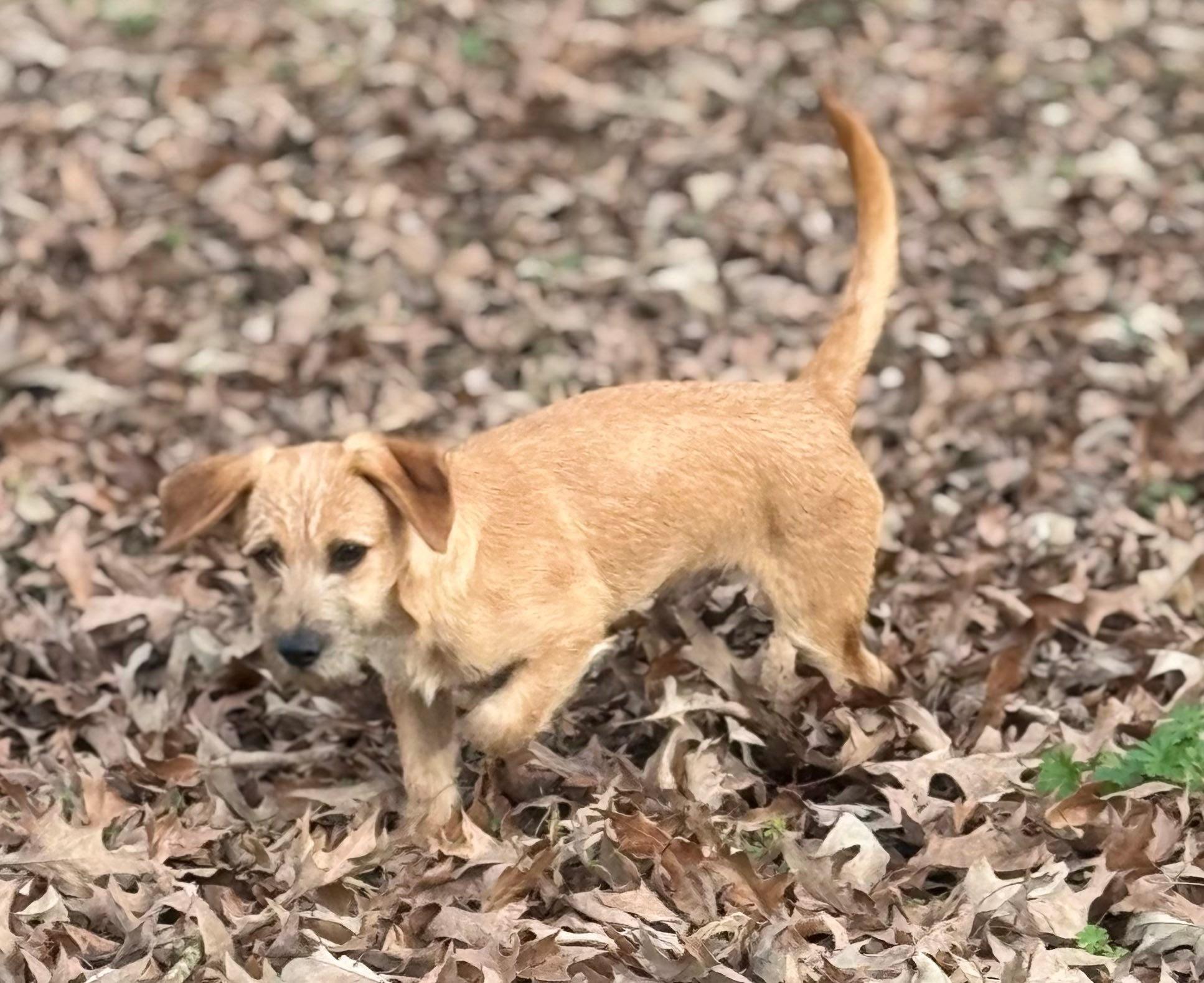 Enlarge Rusty, a ADOPTABLE mixed breed in Baker, LA image 5/6