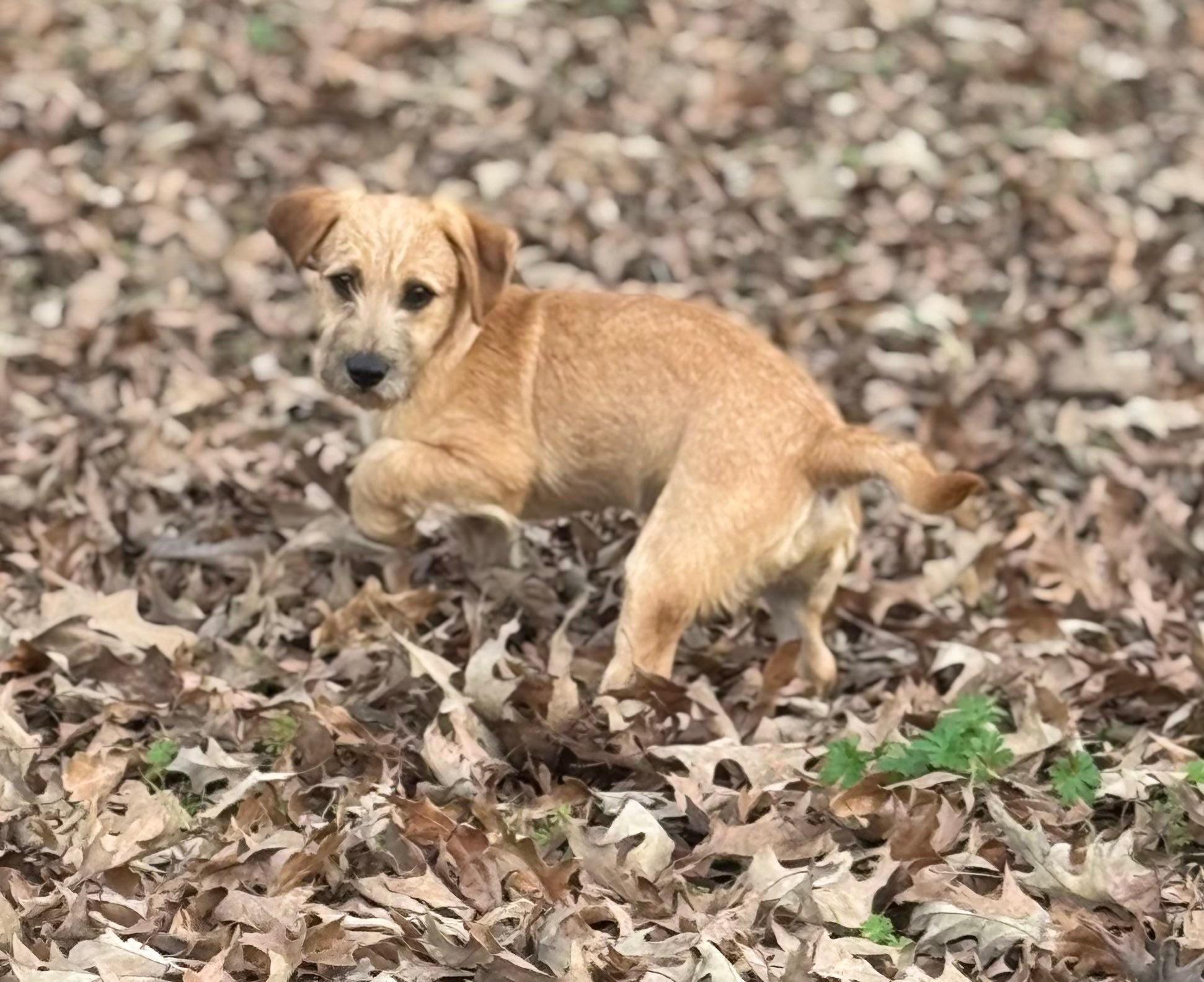 Enlarge Rusty, a ADOPTABLE mixed breed in Baker, LA image 2/6
