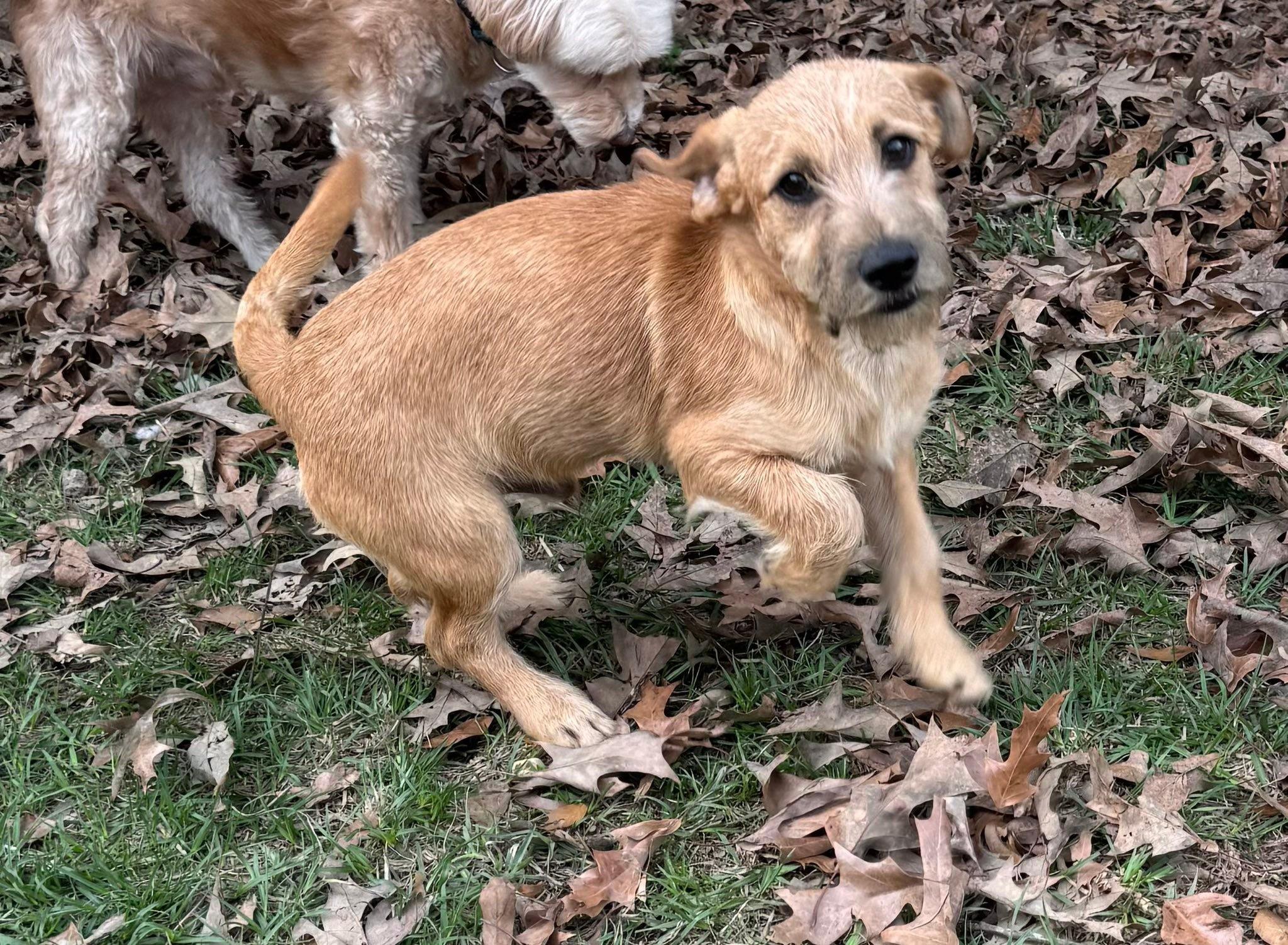 Enlarge Rusty, a ADOPTABLE mixed breed in Baker, LA image 6/6