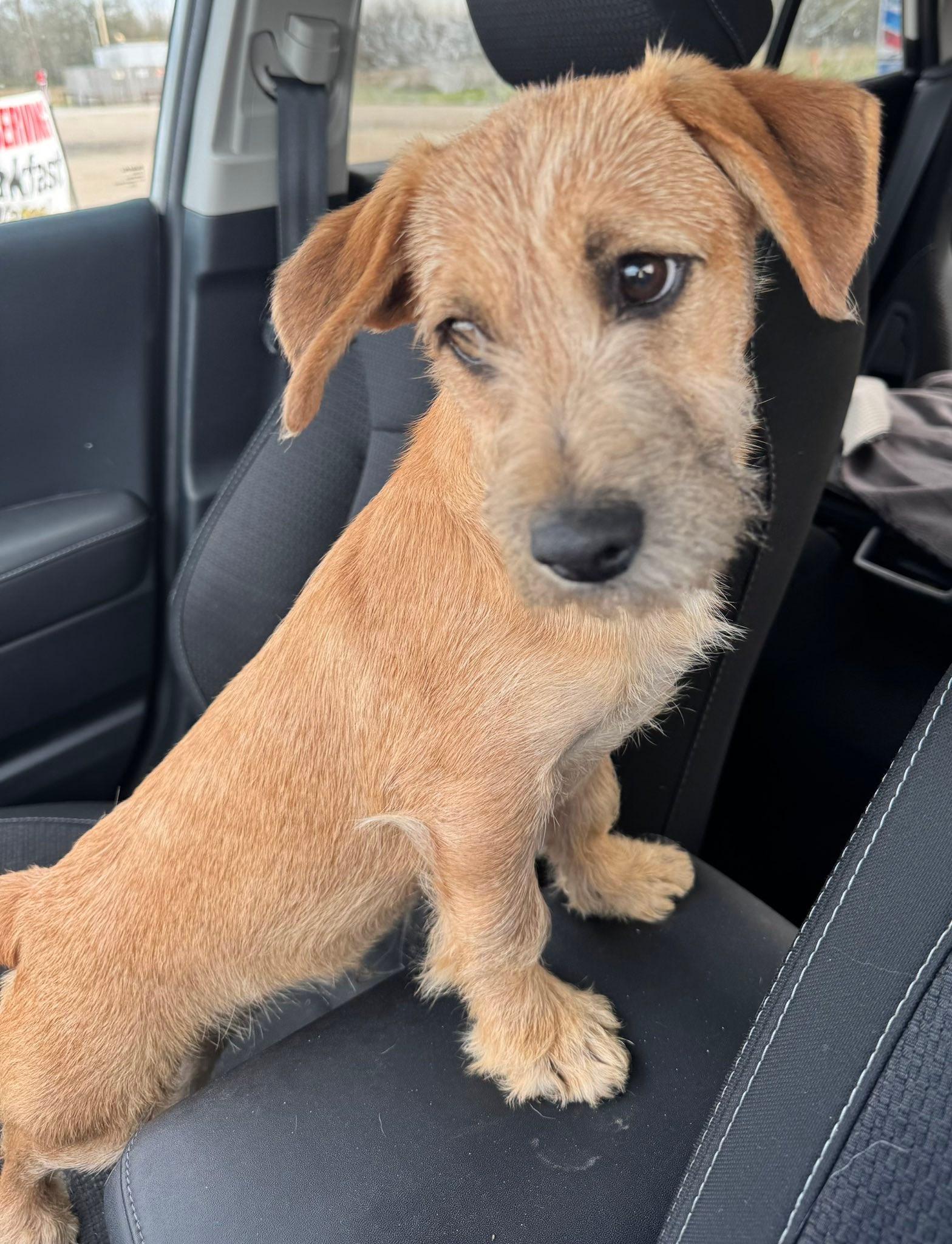 Enlarge Rusty, a ADOPTABLE mixed breed in Baker, LA image 1/6