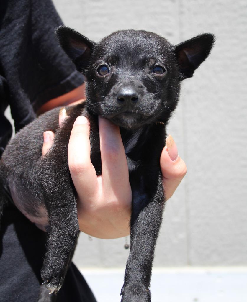 Jayden, Adoptable, Puppy Male Chihuahua & Mixed Breed.