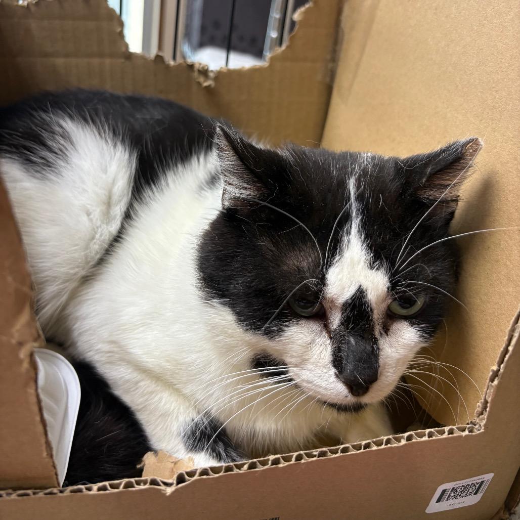 Enlarge Frank Sinatra, a Adoptable Domestic Short Hair in Valdosta , GA image 1/1