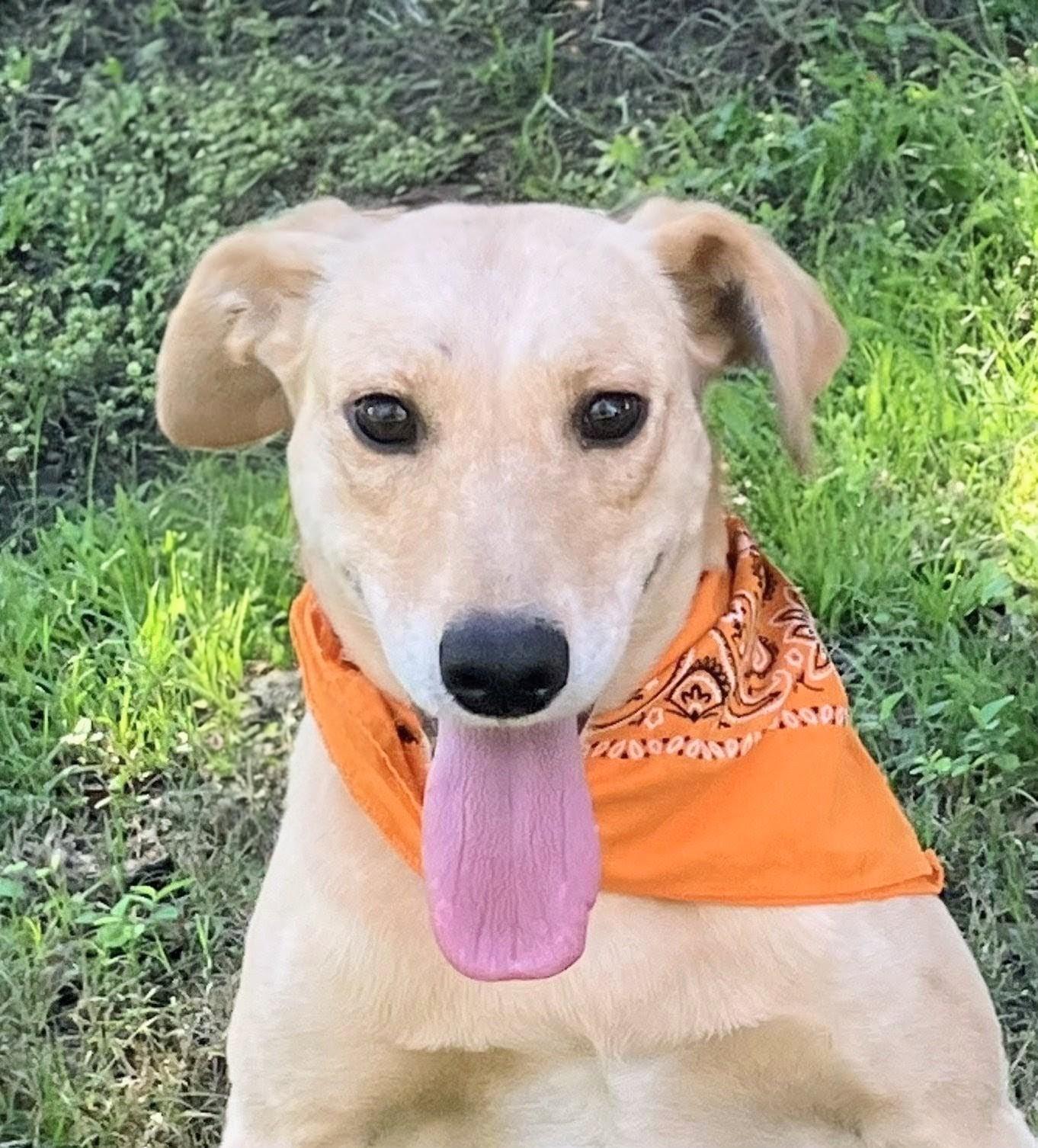 Enlarge Maggie - In Austin, TX, a Adoptable mixed breed in Willington, CT image 5/6