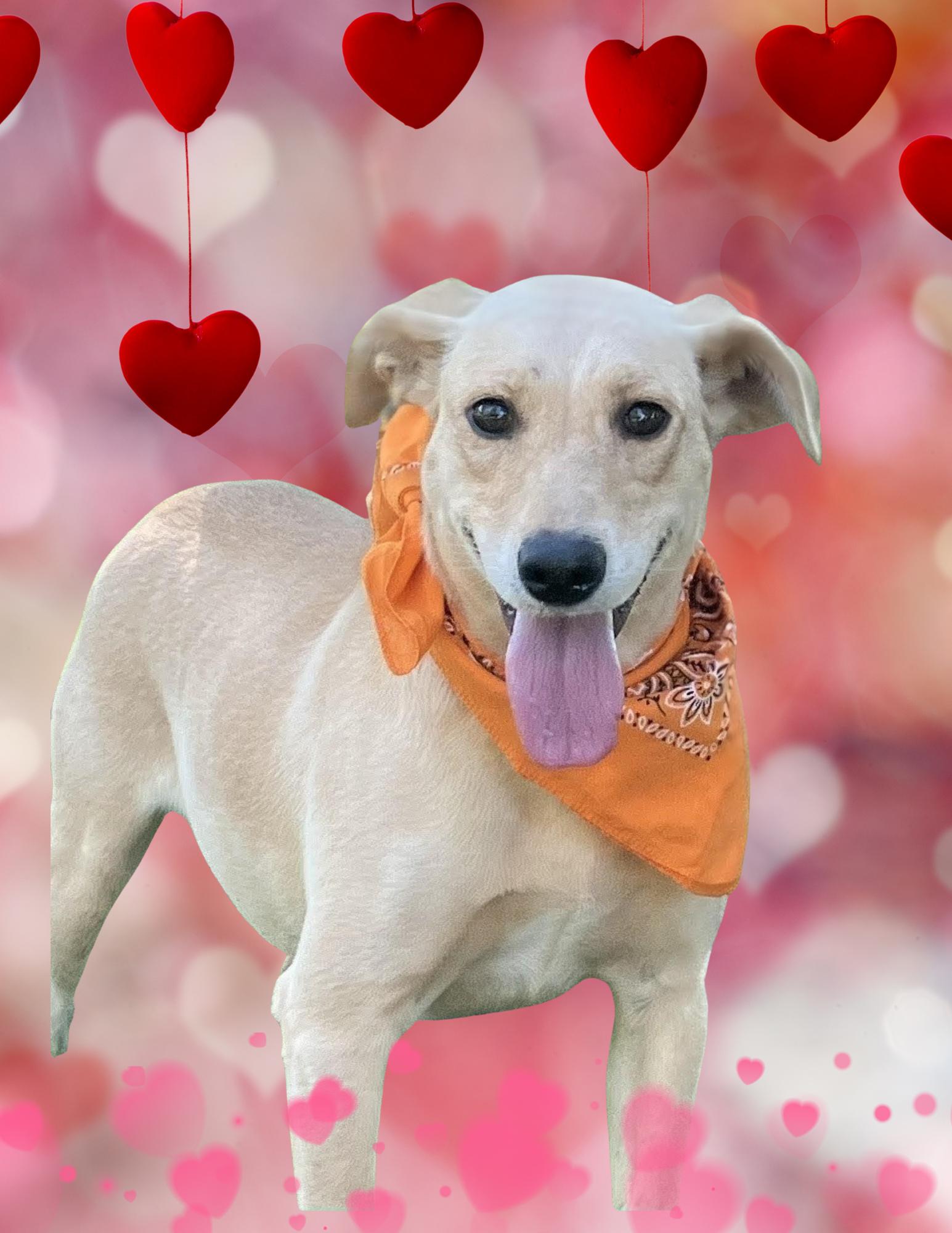 Maggie, Adoptable, Adult Female Yellow Labrador Retriever & Labrador Retriever.