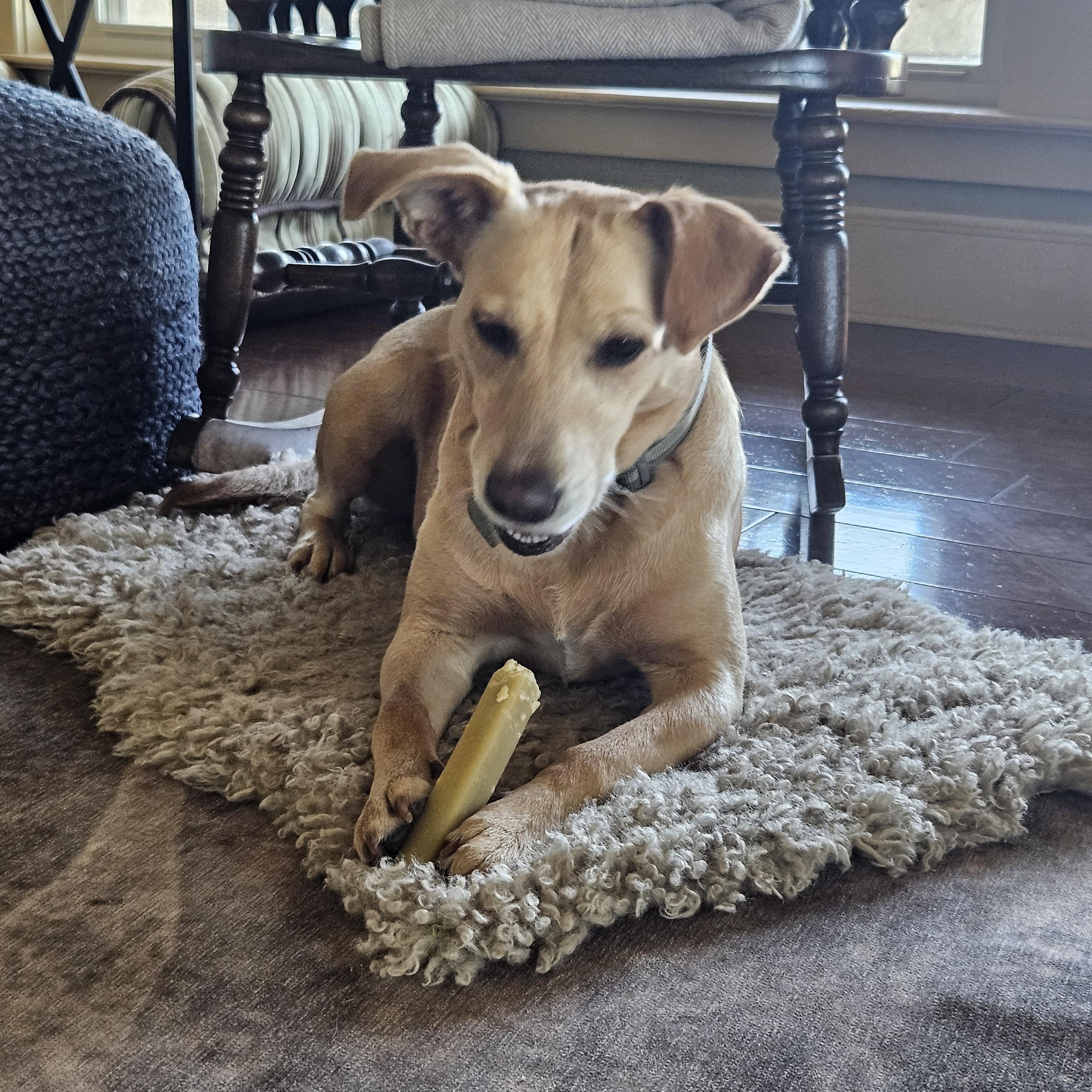 Enlarge Maggie - In Granbury, TX, a Adoptable mixed breed in Willington, CT image 5/6