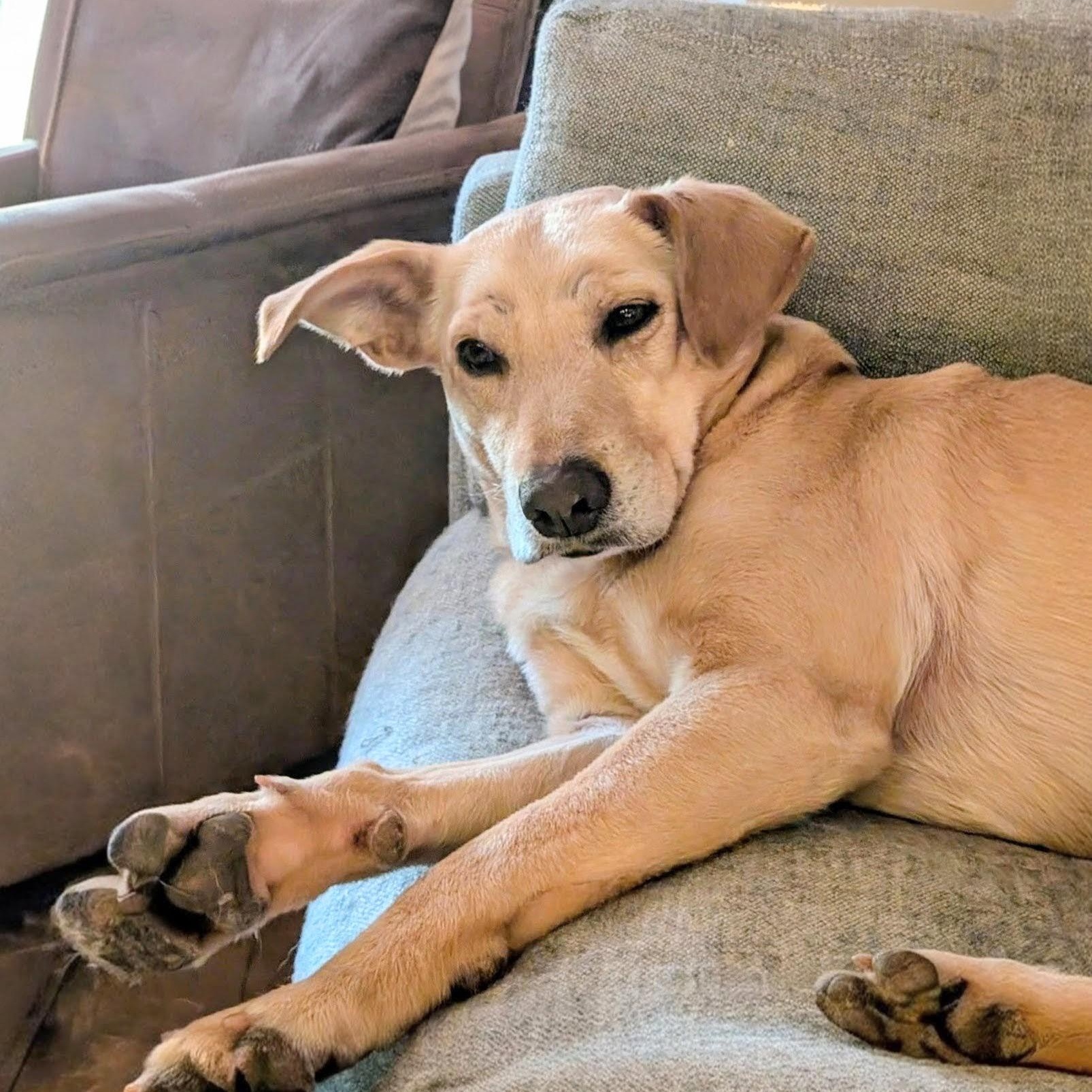 Maggie - In Austin, TX, Adoptable, Adult Female Yellow Labrador Retriever & Labrador Retriever.