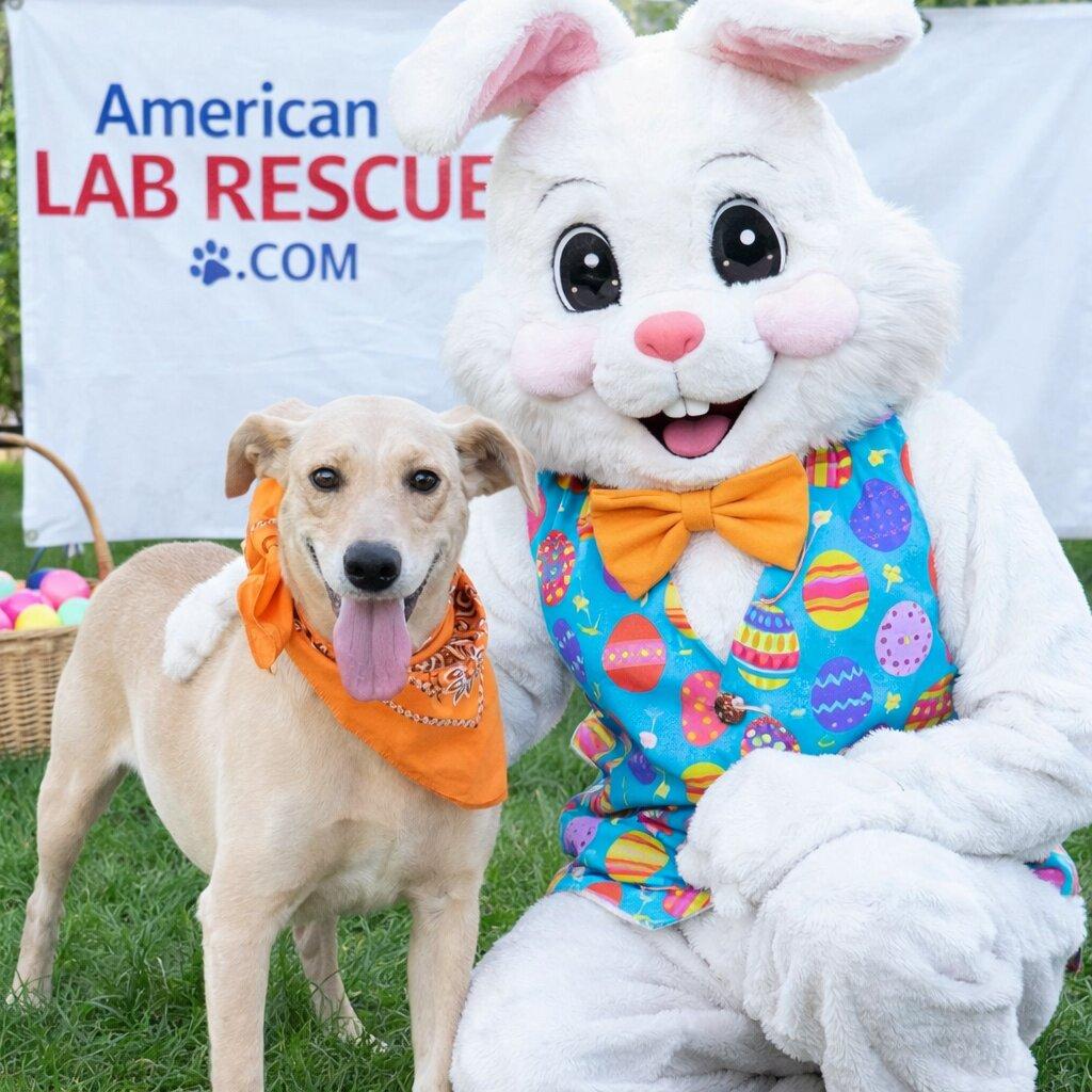 Enlarge Maggie - In Austin, TX, a Adoptable mixed breed in Willington, CT image 2/6