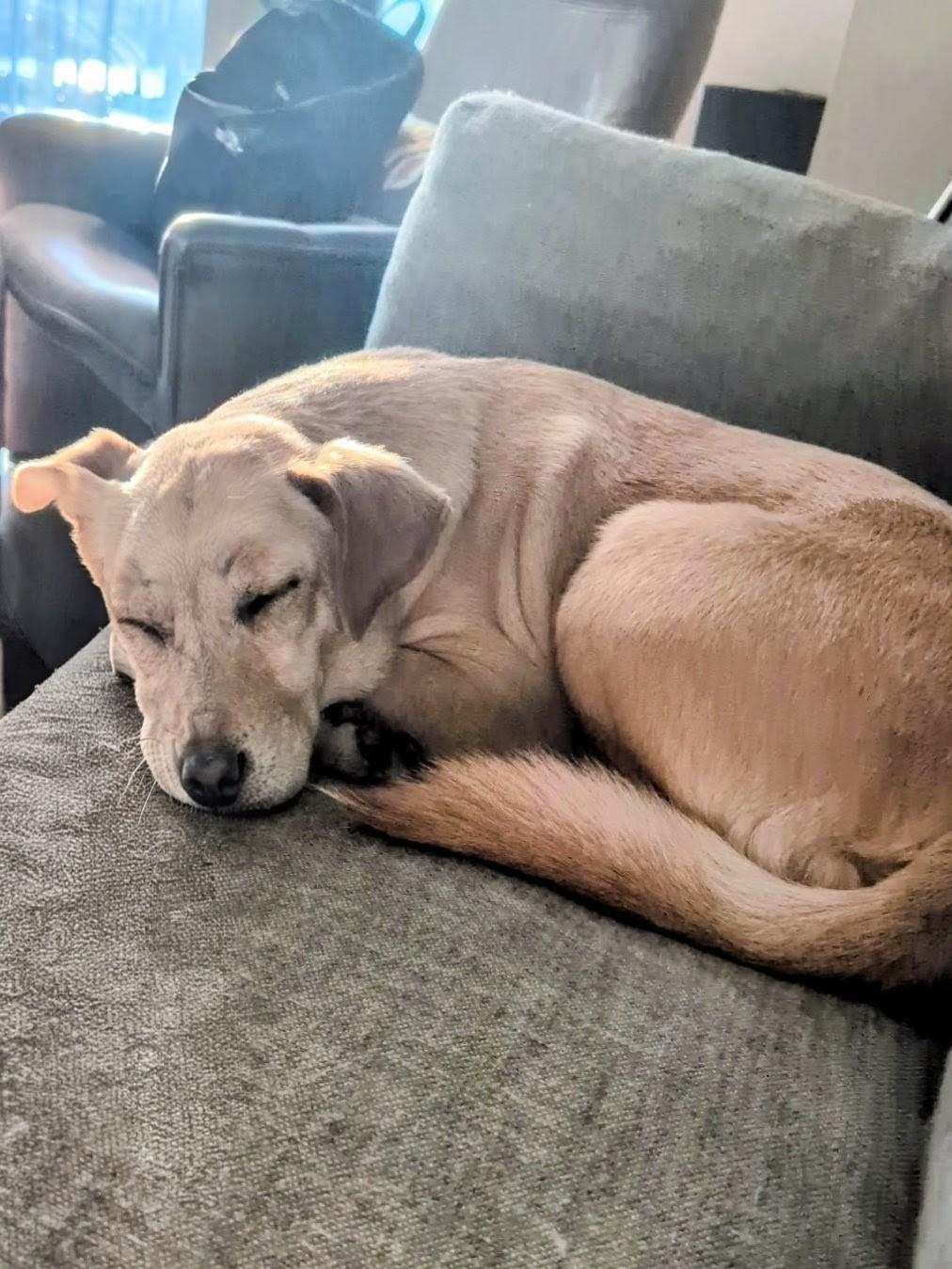 Enlarge Maggie - In Austin, TX, a Adoptable mixed breed in Willington, CT image 3/6