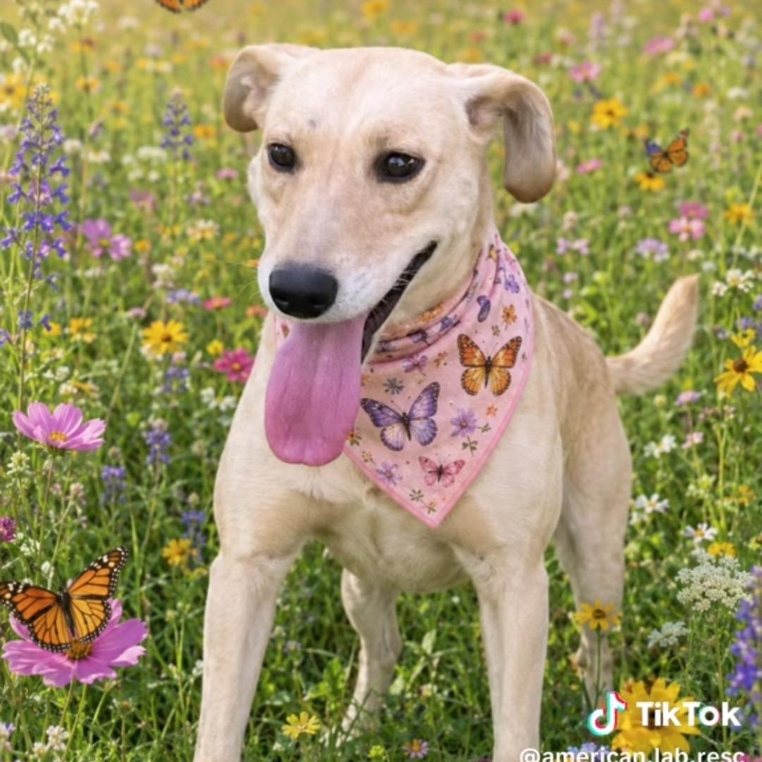 Maggie - In Austin, TX, Adoptable, Adult Female Yellow Labrador Retriever & Labrador Retriever.