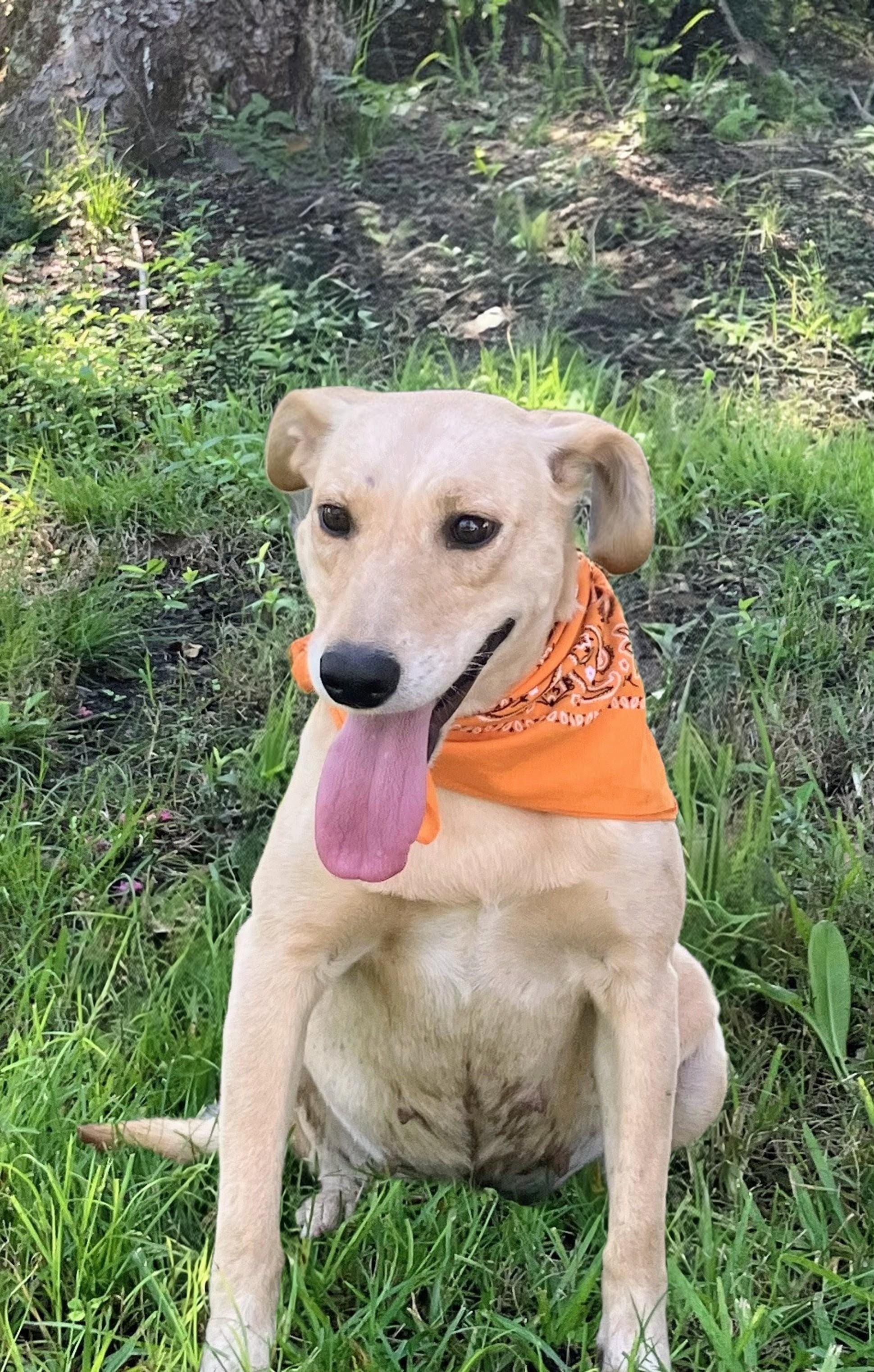 Maggie, a Adoptable mixed breed in Willington, CT image 5/6