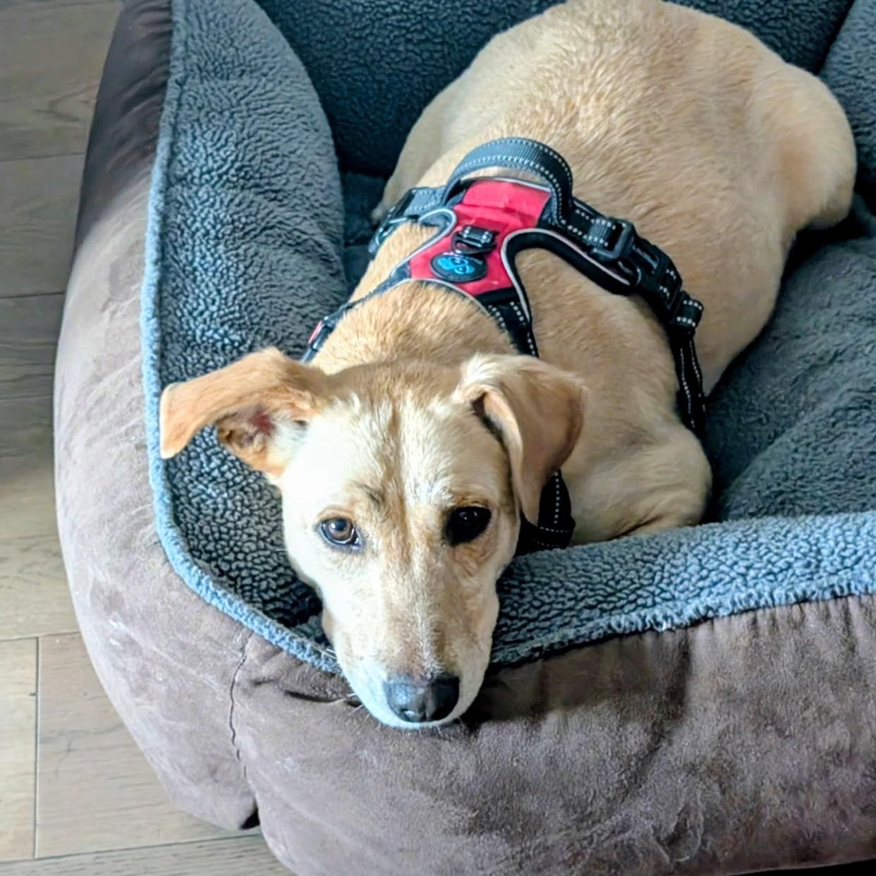 Enlarge Maggie - In Austin, TX, a Adoptable mixed breed in Willington, CT image 2/6