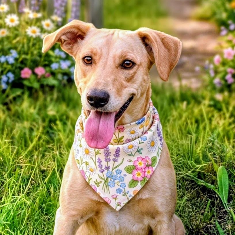 Enlarge Maggie - In Austin, TX, a Adoptable mixed breed in Willington, CT image 1/6