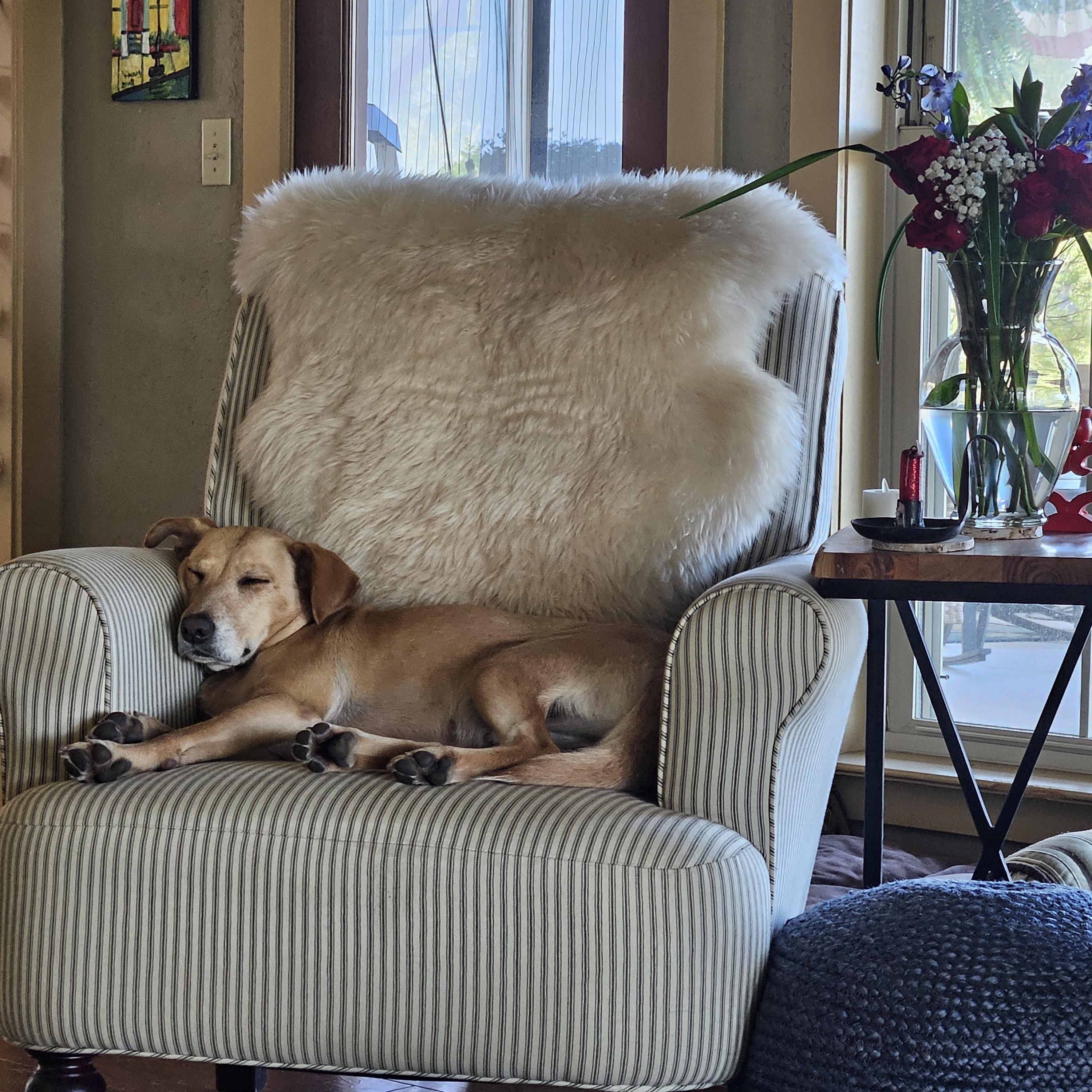 Enlarge Maggie - In Granbury, TX, a Adoptable mixed breed in Willington, CT image 3/6