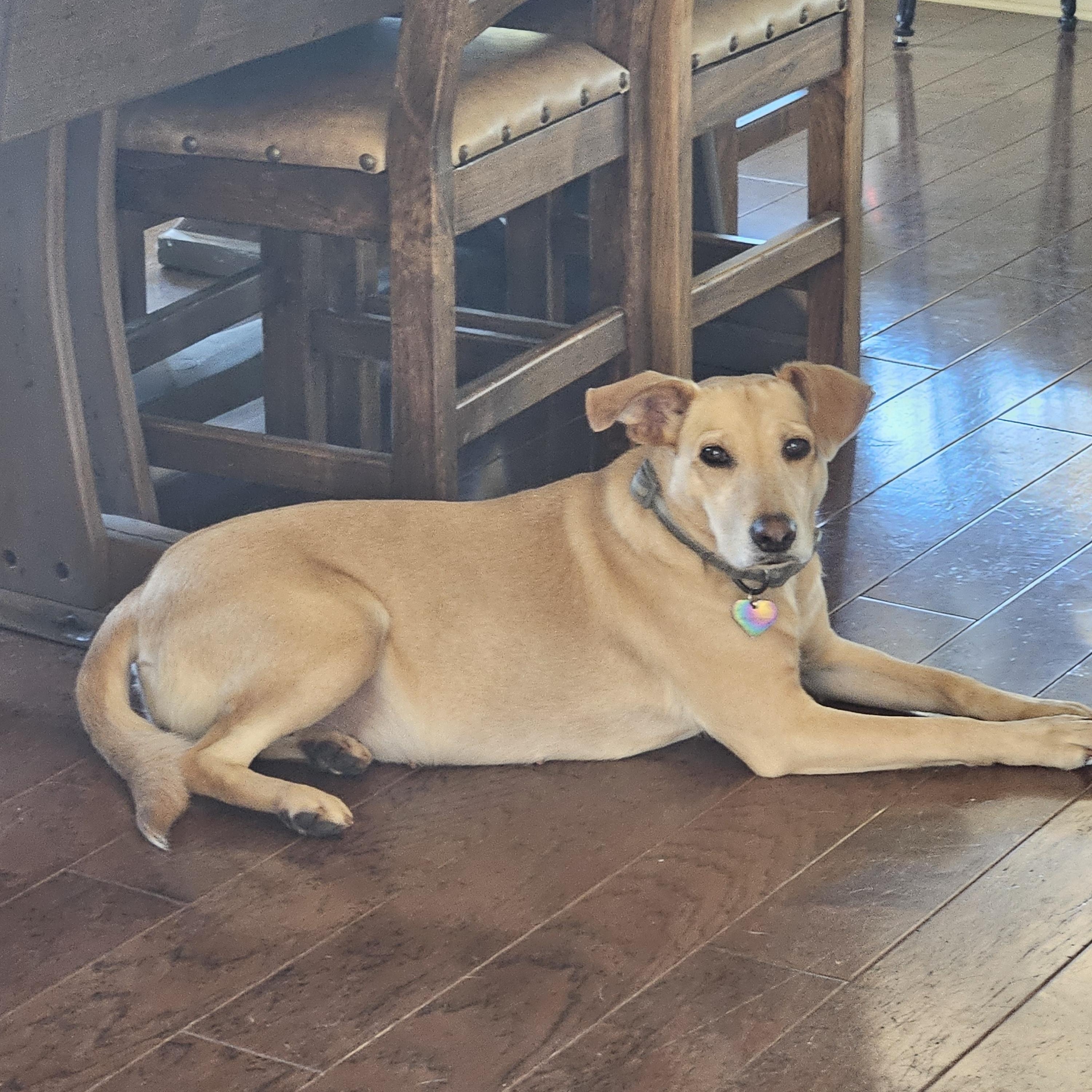 Enlarge Maggie - In Granbury, TX, a Adoptable mixed breed in Willington, CT image 1/6