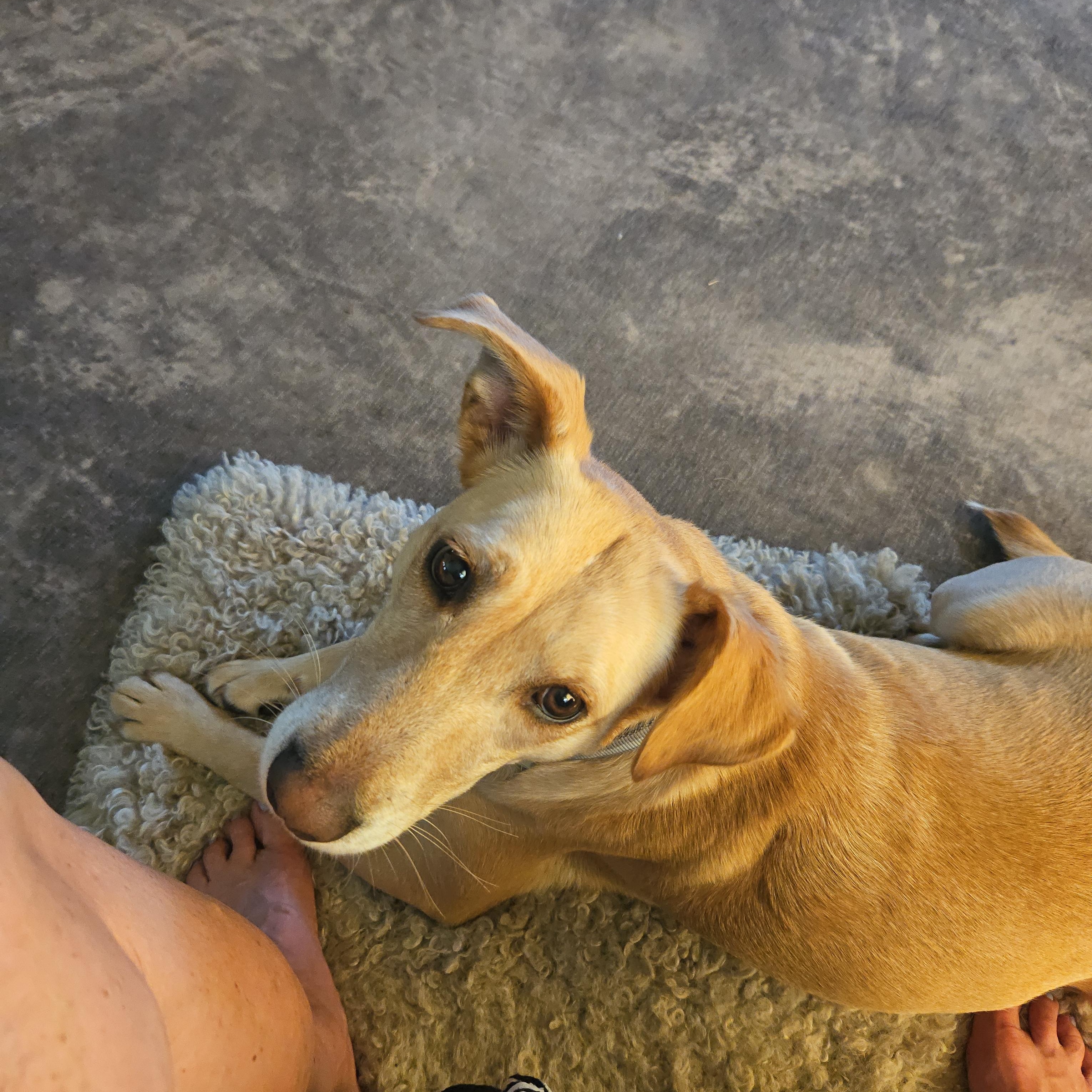 Enlarge Maggie - In Granbury, TX, a Adoptable mixed breed in Willington, CT image 4/6