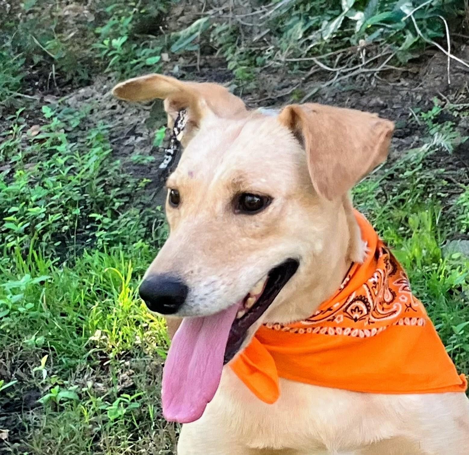 Maggie, a Adoptable mixed breed in Willington, CT image 2/6