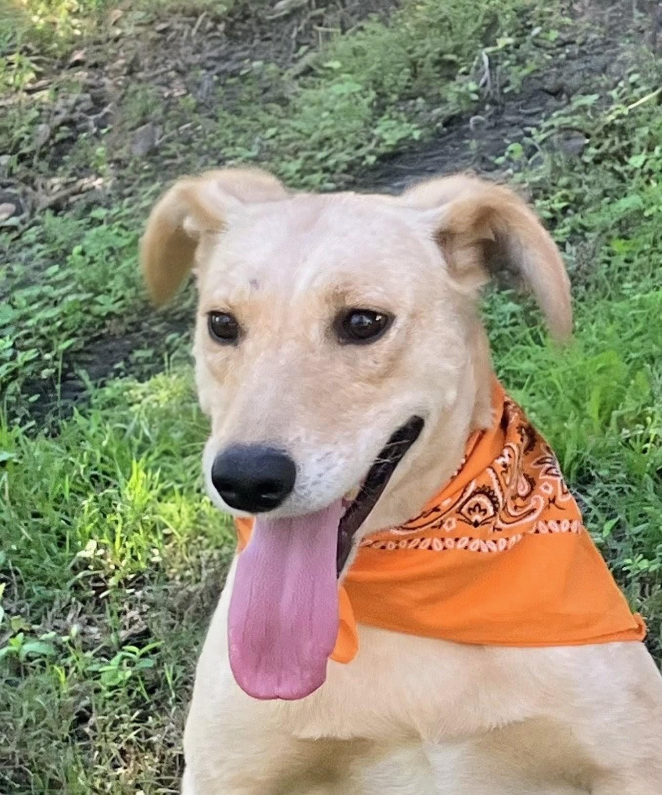 Maggie, a Adoptable mixed breed in Willington, CT image 3/6