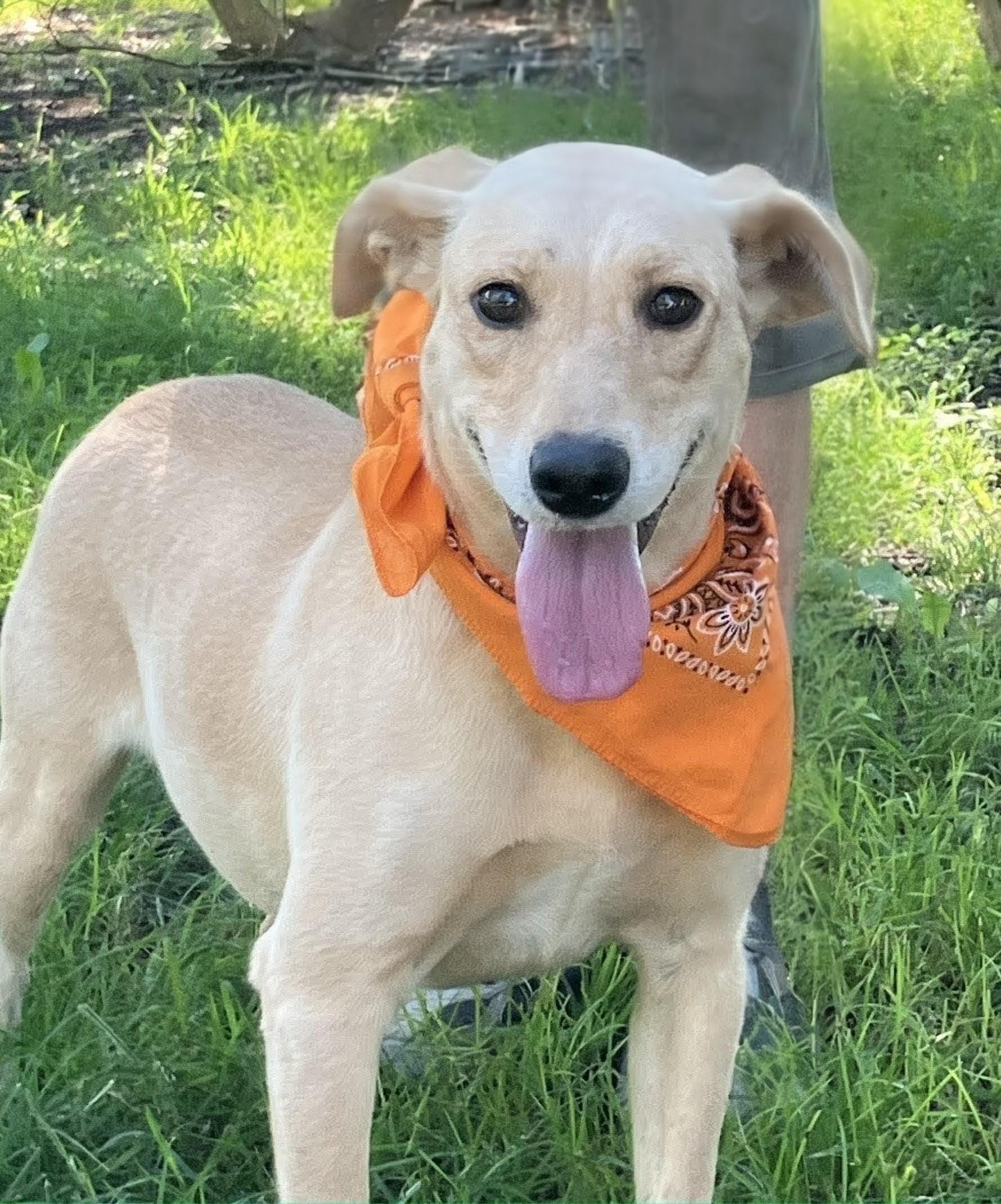 Maggie, a Adoptable mixed breed in Willington, CT image 4/6