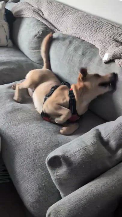 Enlarge Maggie - In Austin, TX, a Adoptable mixed breed in Willington, CT video 6/6