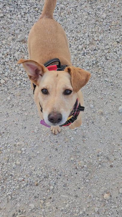 Enlarge Maggie - In Granbury, TX, a Adoptable mixed breed in Willington, CT video 6/6