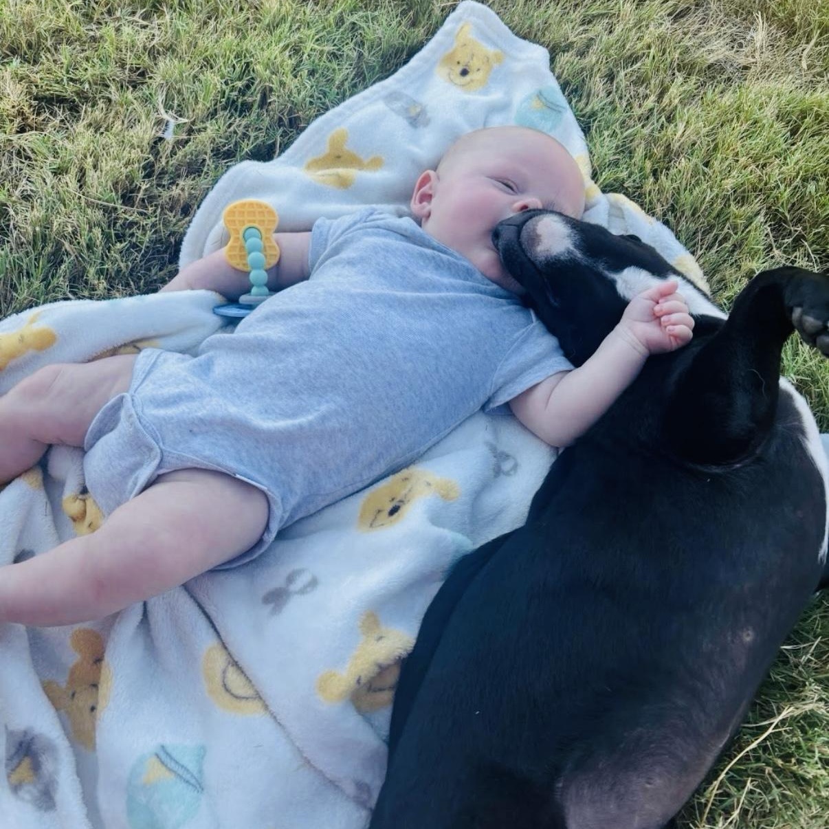 Ozzie, Adoptable, Puppy Male Terrier & Mixed Breed.