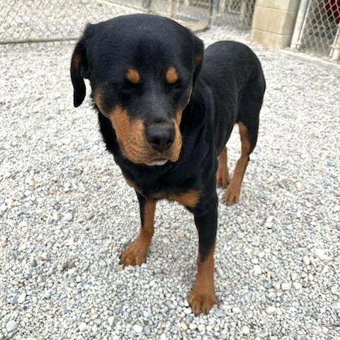 Enlarge Rory, an adoptable Rottweiler in Wilmington, OH image 4/6