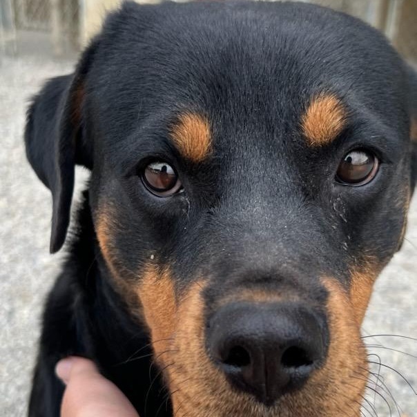 Enlarge Rory, an adoptable Rottweiler in Wilmington, OH image 6/6