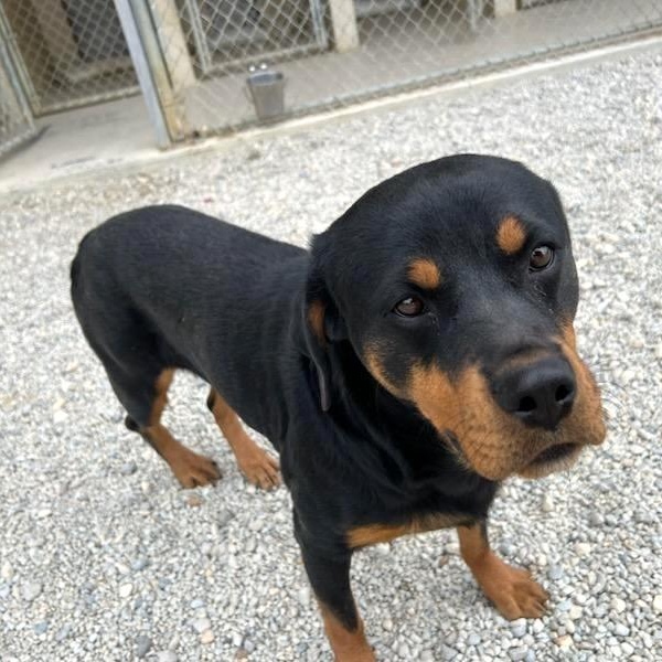 Enlarge Rory, an adoptable Rottweiler in Wilmington, OH image 5/6